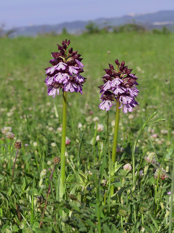 Prima fioritura di orchidee a Palena nel Parco Nazionale della Majella - maggio 2022.